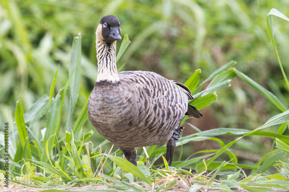 A wild nene, also known as the nēnē or the Hawaiian goose, on the island of Hawaii.