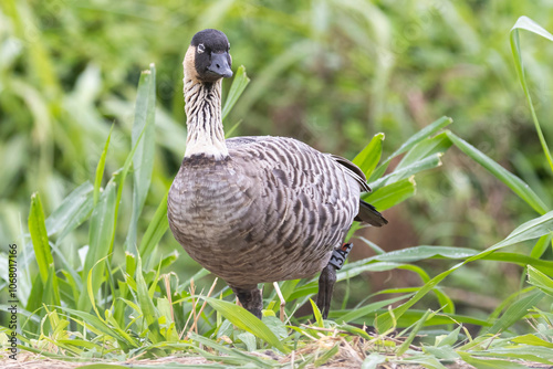 Obraz na płótnie A wild nene, also known as the nēnē or the Hawaiian goose, on the island of Hawaii. w salonie