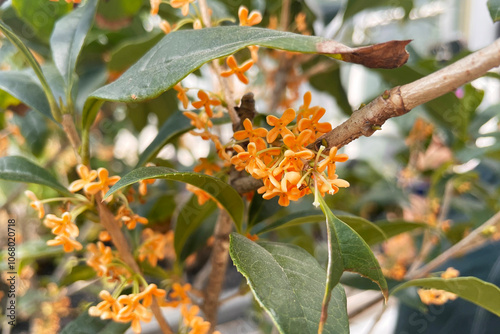 osmanthus 金木犀 キンモクセイ 금목서