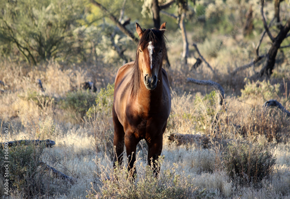 Wild and Free - Wild Horse - Arizona Wild and Free - Wild Horse - Arizona