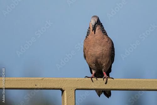 A wild spotted dove on the island of O'ahu near the Honolulu airport. photo