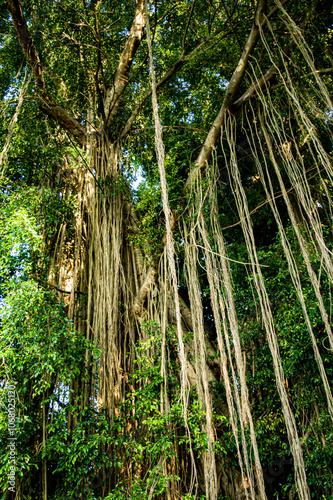 close-up view of the intricate network of roots and branches of a large banyan tree in a tropical rainy forest.The roots function as support, respiration organs. Focus on tree . noisy, similar others