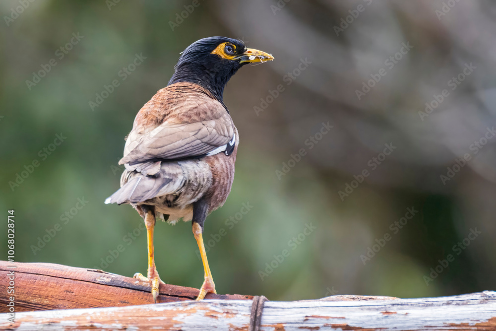 Fototapeta premium A wild common myna in Haleakala National Park on the island of Maui in Hawaii.