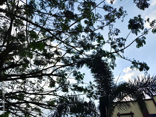 Tree branches, Trees, Nagging trees, Many-branched trees. Beautiful tree view photo