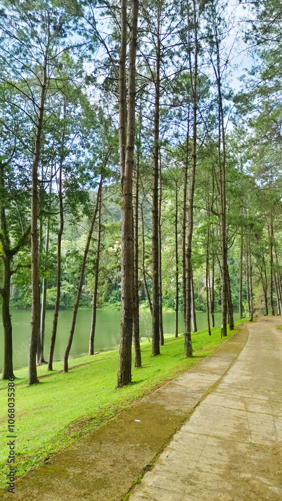A peaceful campsite nestled among tall trees by a lake. A peaceful campsite nestled among tall trees by a lake.