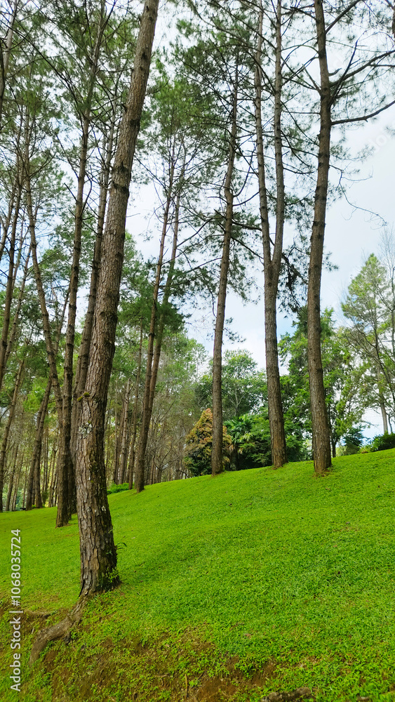 Obraz premium A peaceful campsite nestled among tall trees.