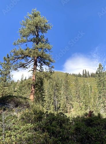 pine tree in the mountains
