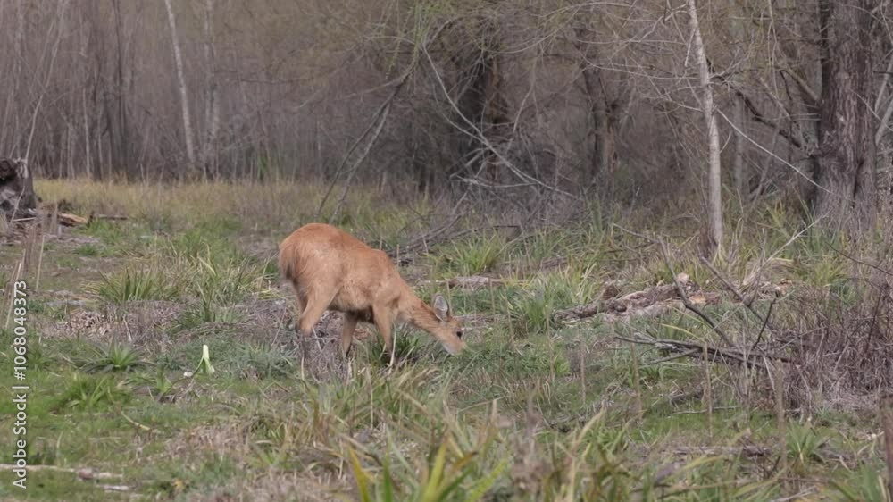 South American marsh deer (Blastocerus dichotomus) grazing in Argentine Pampas swamp. Endangered species. South American marsh deer (Blastocerus dichotomus) grazing in Argentine Pampas swamp. Endangered species.