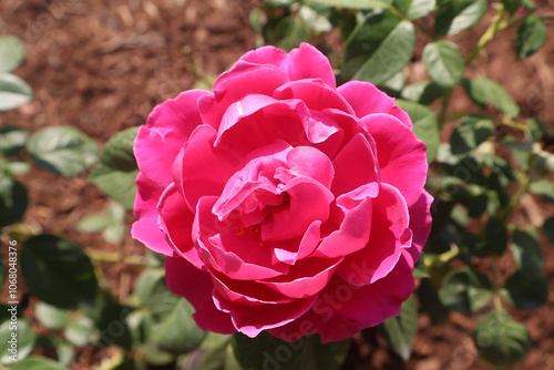 Pink Rose in a field