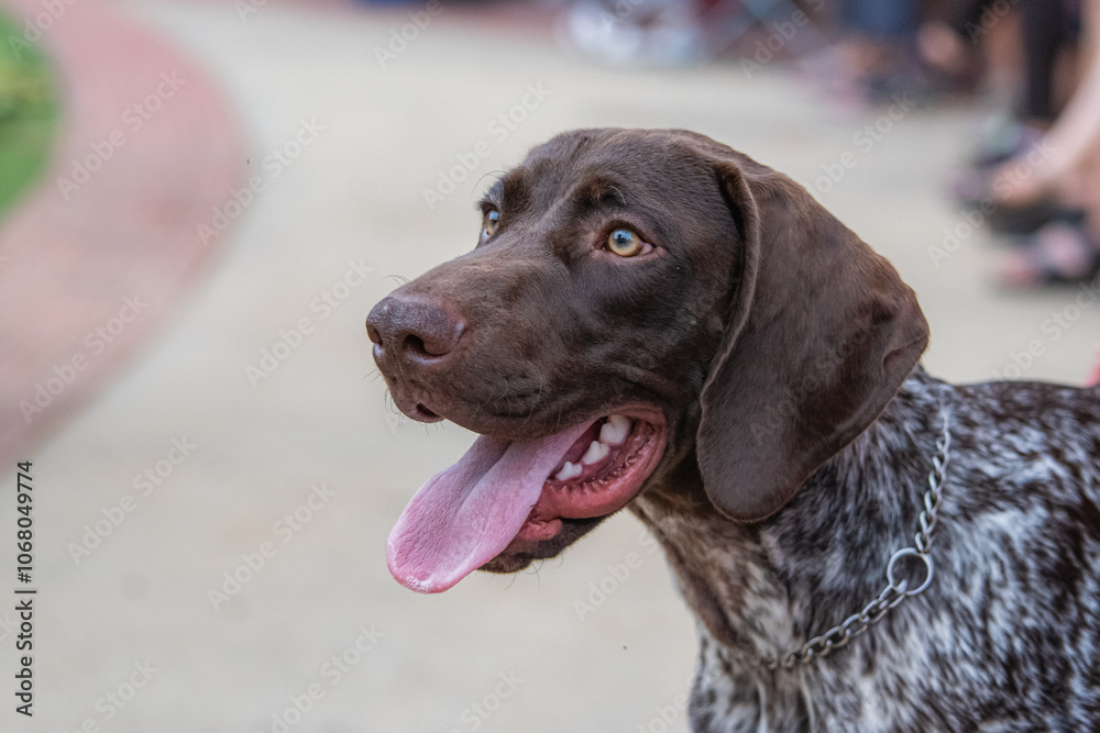 Dogs know best: sometimes all you need is a tongue-out moment Dogs know best: sometimes all you need is a tongue-out moment