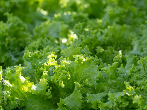 野菜畑の新鮮なリーフレタス