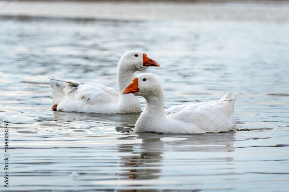 group of domestic geese swim in an artificial pond. group of domestic geese swim in an artificial pond.