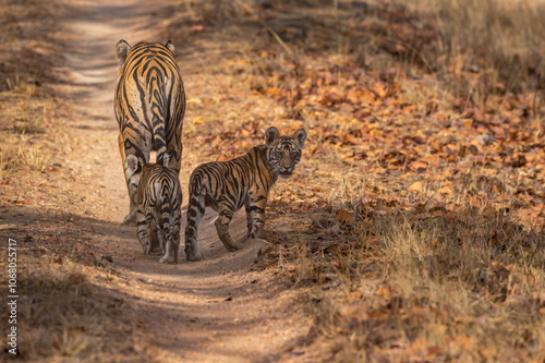 wild female tiger or panthera tigris and cubs in her protection walking together on forest trail or road and one bold cub showing aggression during safari at bandhavgarh national park reserve india