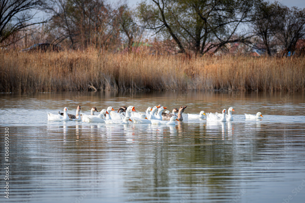 A flock of birds. Industrial livestock farming. The beauty of nature. flock of domestic birds geese swim on water. Farm bird goose. Farm poultry farming. Ducks on water. village life A flock of birds. Industrial livestock farming. The beauty of nature. flock of domestic birds geese swim on water. Farm bird goose. Farm poultry farming. Ducks on water. village life