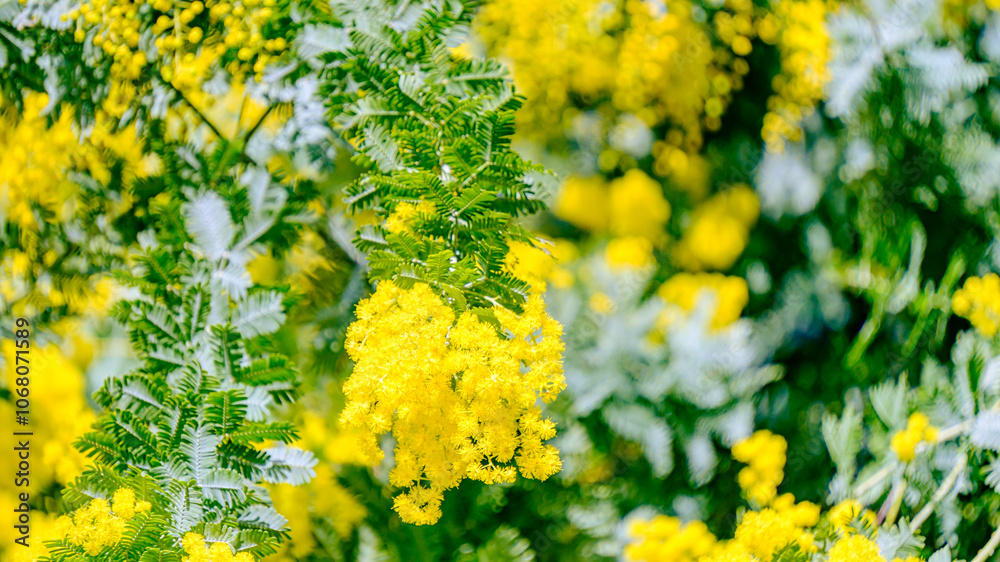 Obraz premium ミモザの花