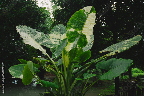 In the garden, an isolated Alocasia macrorrhizos stood tall, its striking foliage a vivid testament to tropical nature, showcasing the beauty of resilient plant life.
