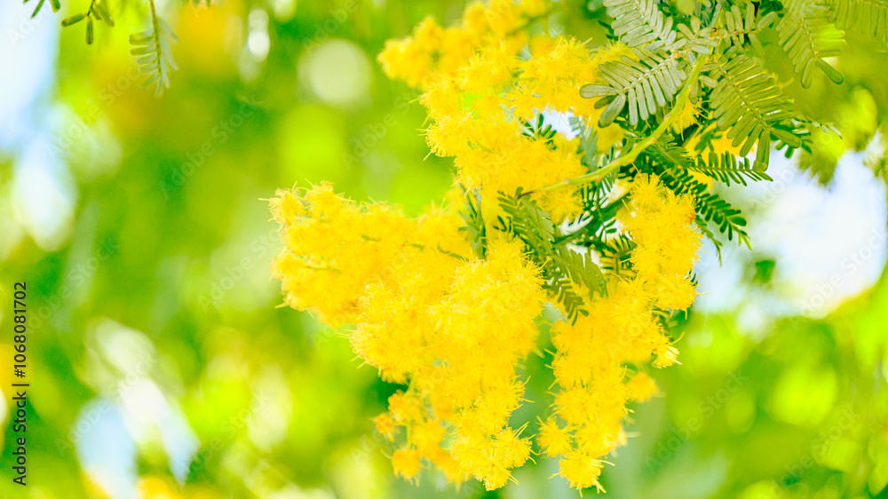 Obraz premium ミモザの花