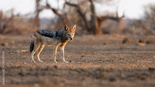 a black-backed jackal in golden light photo