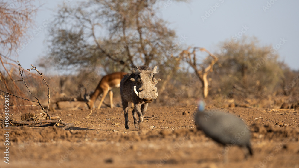 Obraz premium a big warthog on the move