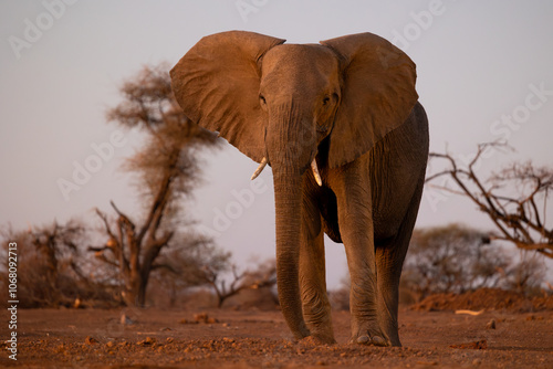 an African elephant at the waterhole - low-angle photo photo