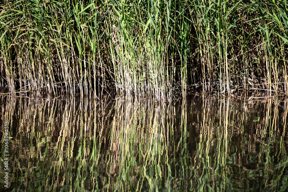 A field of tall grass with a body of water in the background A field of tall grass with a body of water in the background