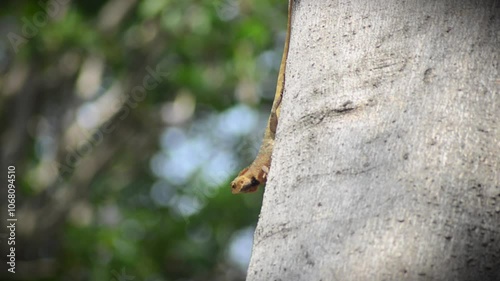A yellow and orange iguana or lizard is walking on a tree trunk, preying and waiting for its prey