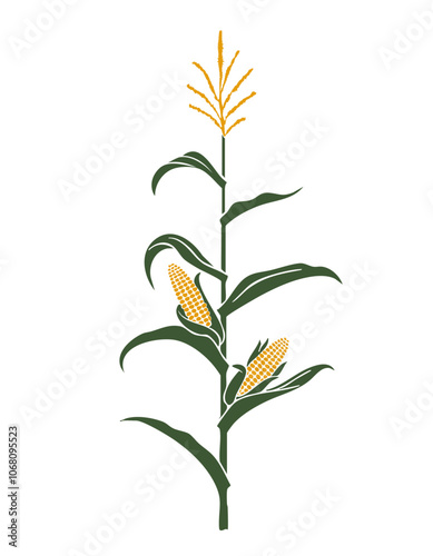 Corn, Corn Stalker, plant, vector, leaves, illustration