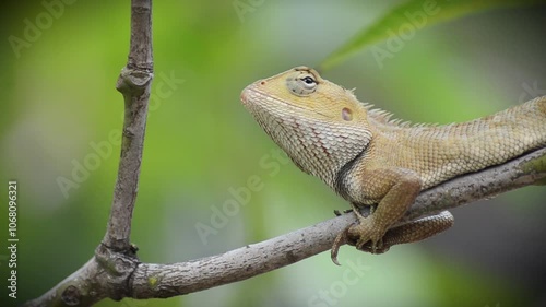 A yellow and orange iguana or lizard is walking on a tree trunk, preying and waiting for its prey
