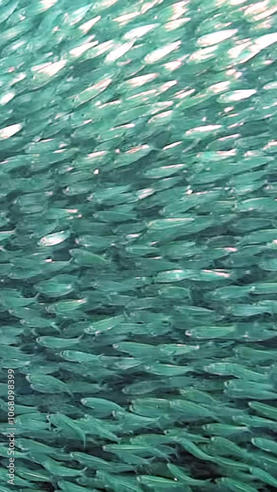 Sardine Ballet Captivating School of Sardines Moving Gracefully in Vibrant Waters of Philippines, Showcasing Aquatic Life and Promoting Conservation, Highlighting Importance of Protecting Our Oceans Sardine Ballet Captivating School of Sardines Moving Gracefully in Vibrant Waters of Philippines, Showcasing Aquatic Life and Promoting Conservation, Highlighting Importance of Protecting Our Oceans