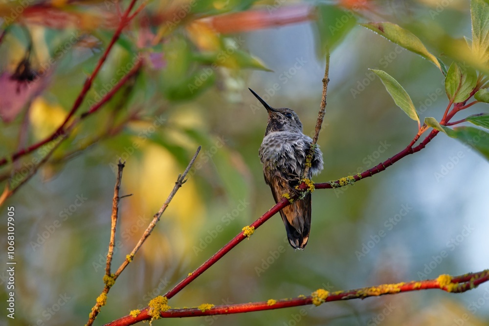 Naklejka premium Close-up of a hummingbird on a tree twig with blurry backgrund in Hatley Castle, Victoria, BC Canada