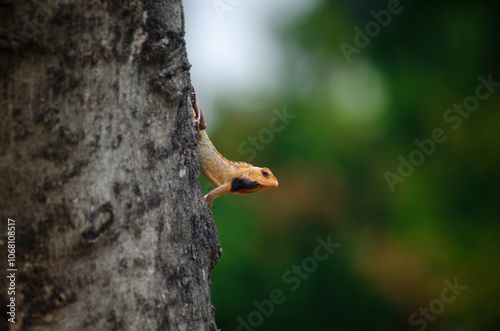 A yellow and orange iguana or lizard is walking on a tree trunk, preying and waiting for its prey