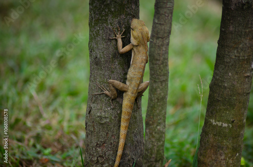 A yellow and orange iguana or lizard is walking on a tree trunk, preying and waiting for its prey