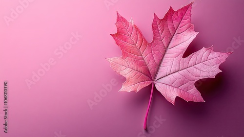 A pink maple leaf isolated on a bright purple background, representing a modern Canadian design for autumn.