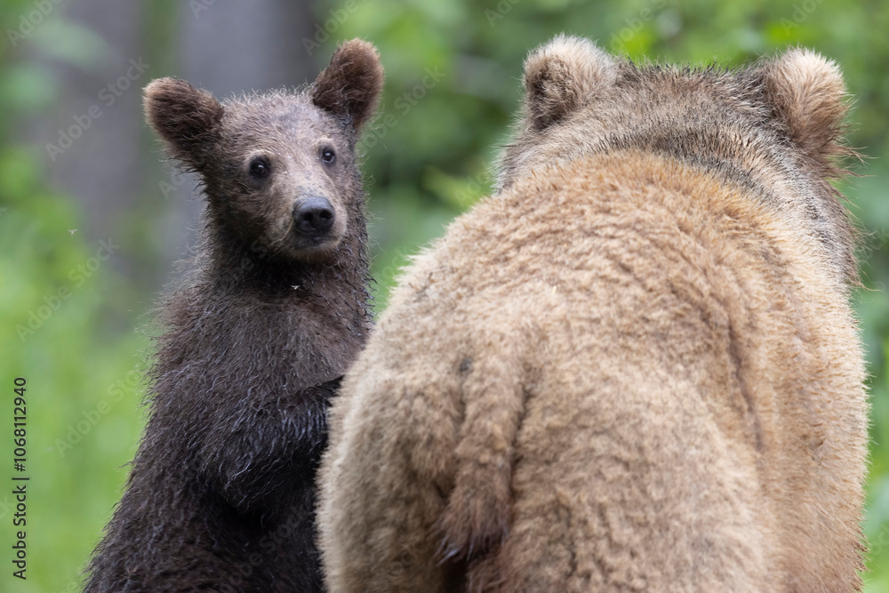 Wild coastal brown bear cub in Katmai National Park. Wild coastal brown bear cub in Katmai National Park.