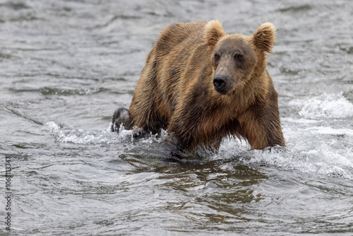 Wild coastal brown bear fishing along the Brooks River in Katmai National Park in Alaska.