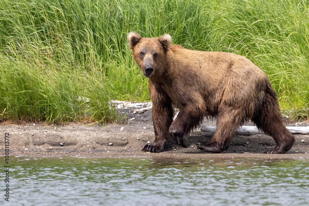 Wild coastal brown bear fishing along the Brooks River in Katmai National Park in Alaska. Wild coastal brown bear fishing along the Brooks River in Katmai National Park in Alaska.