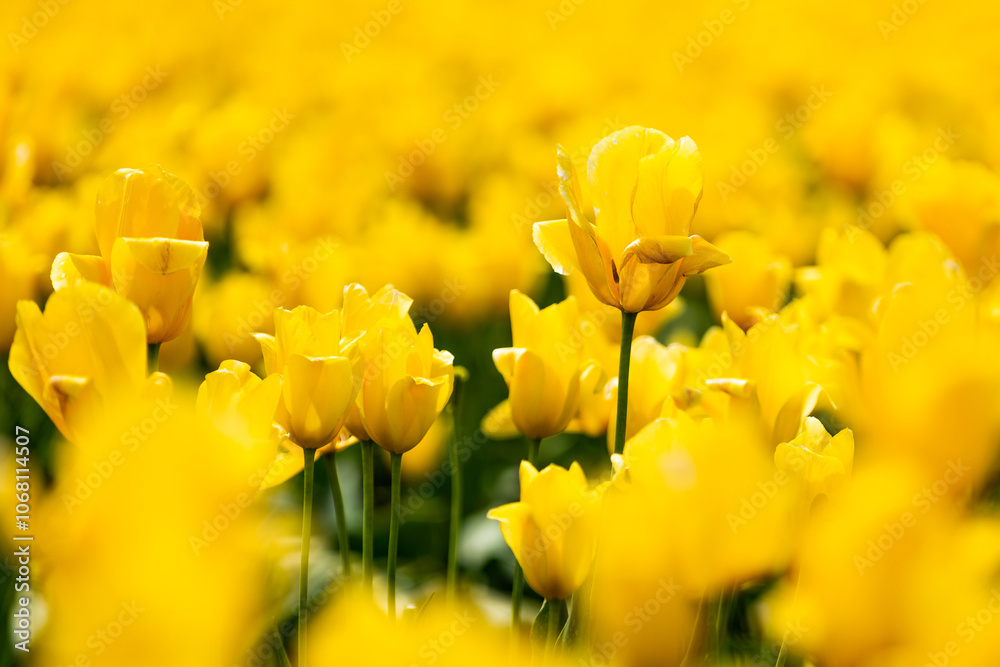 Beautiful tulips blooming with color.