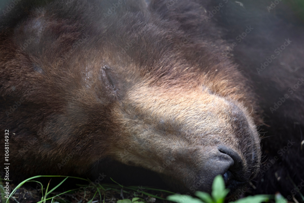 Wild coastal brown bear in Katmai National Park. Wild coastal brown bear in Katmai National Park.