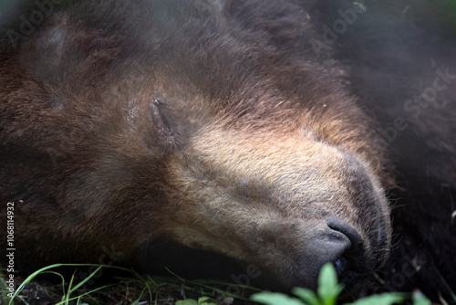 Obraz na płótnie Wild coastal brown bear in Katmai National Park. w salonie