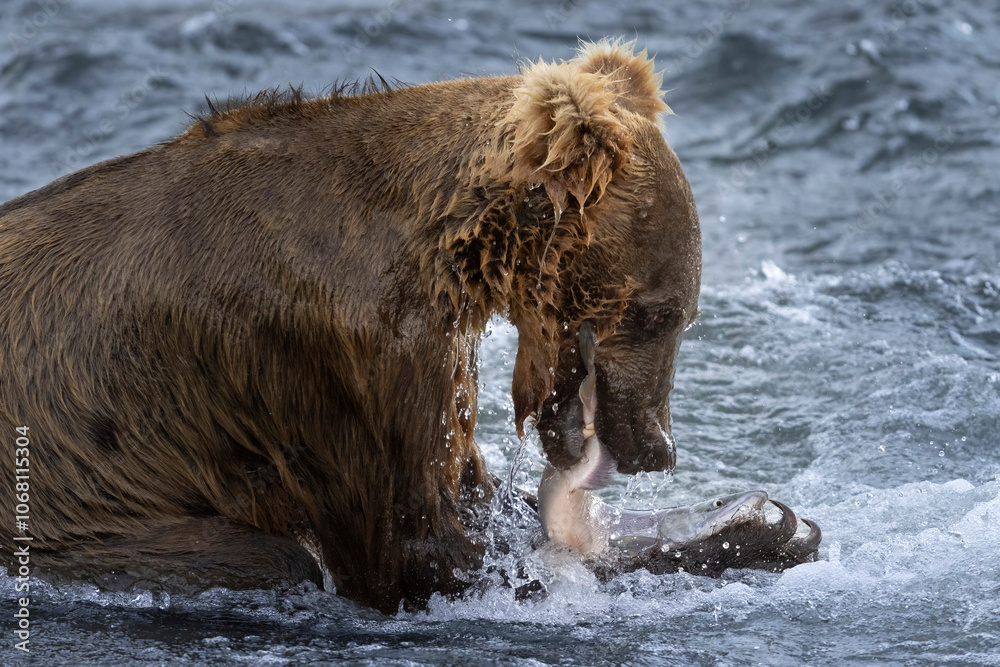 Wild coastal brown bear fishing along the Brooks River in Katmai National Park in Alaska. Wild coastal brown bear fishing along the Brooks River in Katmai National Park in Alaska.
