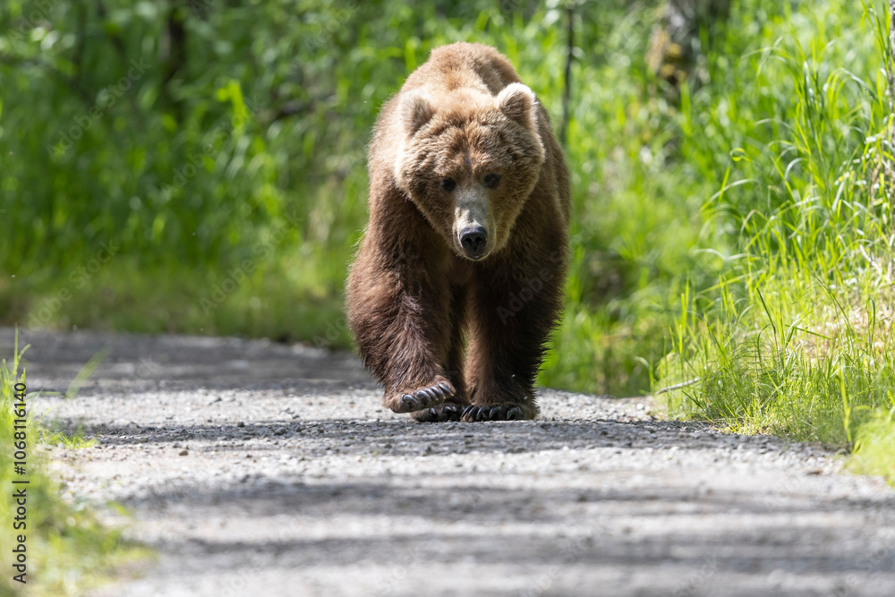 Wild coastal brown bear in Katmai National Park.