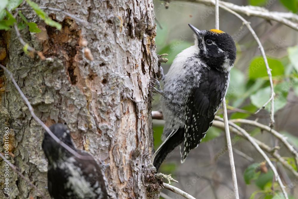 A wild American Three-Toed Woodpecker in Katmai National Park in Alaska.