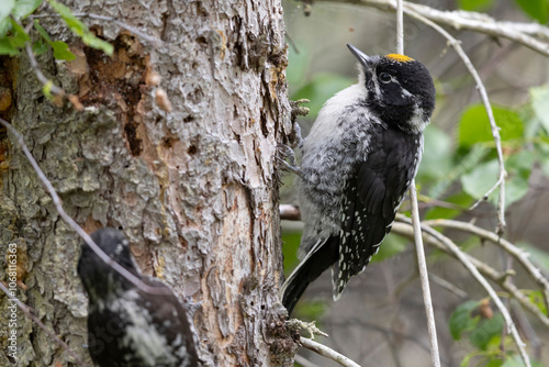 Obraz na płótnie A wild American Three-Toed Woodpecker in Katmai National Park in Alaska. w salonie