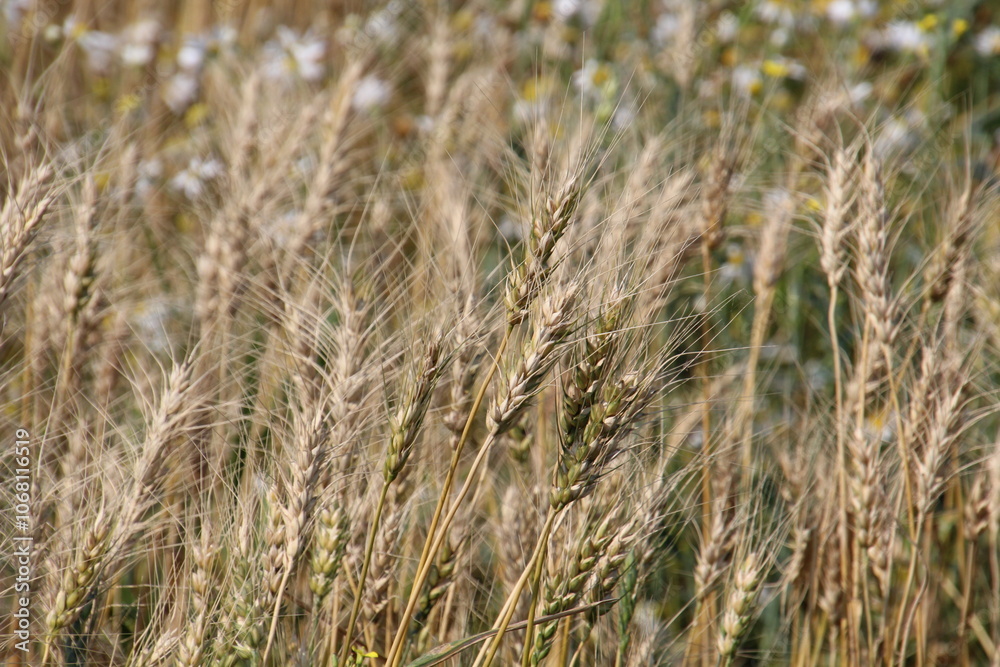 close up of wheat close up of wheat