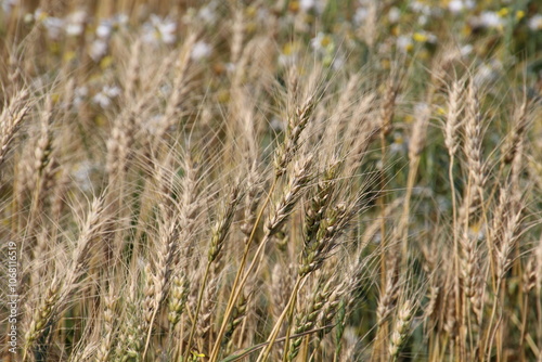 close up of wheat