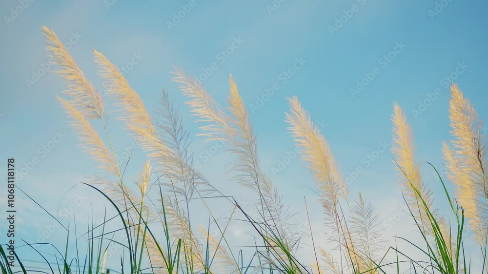 Wind grass flowers on blue sky nature background, autumn summer beauty feather plant natural fresh softness, ecosystem environment concept. Wind grass flowers on blue sky nature background, autumn summer beauty feather plant natural fresh softness, ecosystem environment concept.
