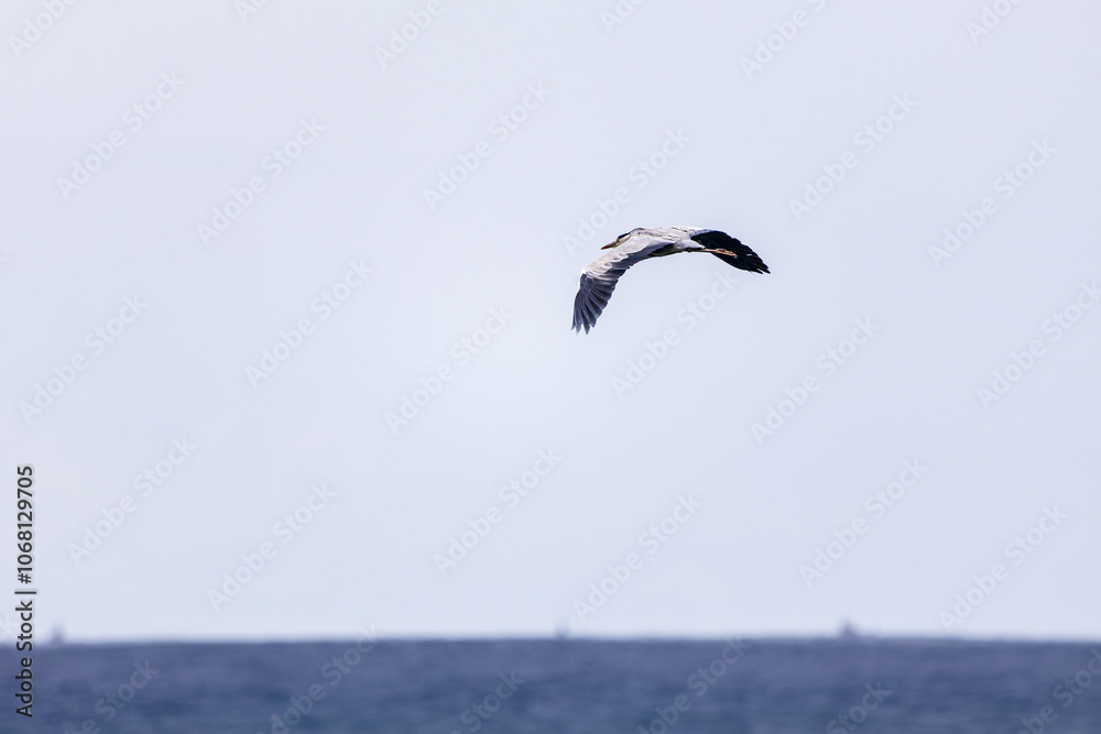 飛翔する美しいアオサギ(サギ科)
英名学名:Grey Heron (Ardea cinerea)
静岡県伊豆半島賀茂郡南伊豆町中木ヒリゾ浜2024年
飛翔する美しいアオサギ(サギ科)
英名学名:Grey Heron (Ardea cinerea)
静岡県伊豆半島賀茂郡南伊豆町中木ヒリゾ浜2024年