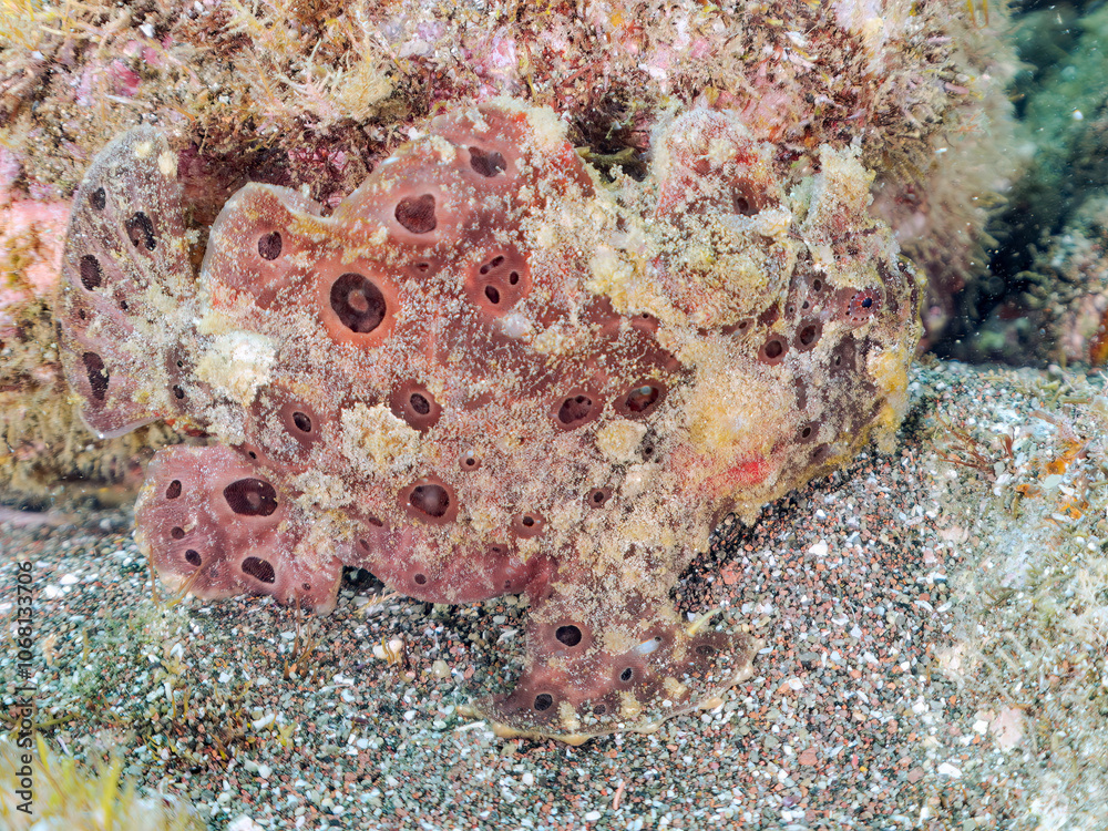 エスカ(触手)を振って魚を呼び寄せて狩る、巨大なオオモンカエルアンコウ(カエルアンコウ科)。
英名学名:Giant Frogfish, Antennarius commersoni
自分よりも大きな獲物でも、10倍に広がる大きな口で丸呑みにする。
その速度は0.0001秒。生物界最速のハンターである。
静岡県伊豆半島賀茂郡南伊豆町中木ヒリゾ浜2024年
エスカ(触手)を振って魚を呼び寄せて狩る、巨大なオオモンカエルアンコウ(カエルアンコウ科)。
英名学名:Giant Frogfish, Antennarius commersoni
自分よりも大きな獲物でも、10倍に広がる大きな口で丸呑みにする。
その速度は0.0001秒。生物界最速のハンターである。
静岡県伊豆半島賀茂郡南伊豆町中木ヒリゾ浜2024年