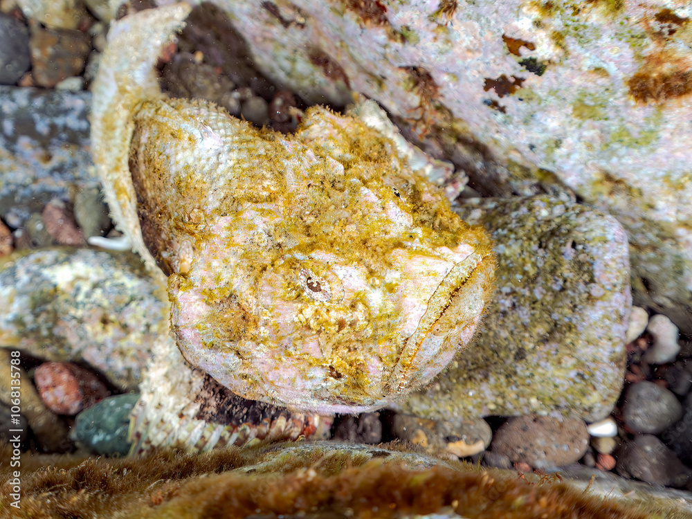 岩の間で完璧な擬態をする、美しいサツマカサゴ(フサカサゴ科)他。
英名学名:Humpbacked scorpionfish, Yellowfin scorpionfish, Scorpaenopsis neglecta
静岡県伊豆半島賀茂郡南伊豆町中木ヒリゾ浜2024年
岩の間で完璧な擬態をする、美しいサツマカサゴ(フサカサゴ科)他。
英名学名:Humpbacked scorpionfish, Yellowfin scorpionfish, Scorpaenopsis neglecta
静岡県伊豆半島賀茂郡南伊豆町中木ヒリゾ浜2024年