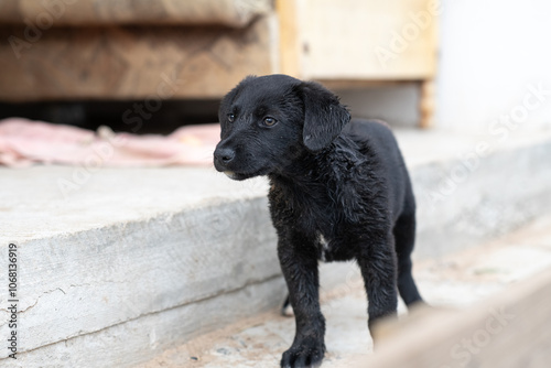 Portrait of a beautiful homeless puppy. photo